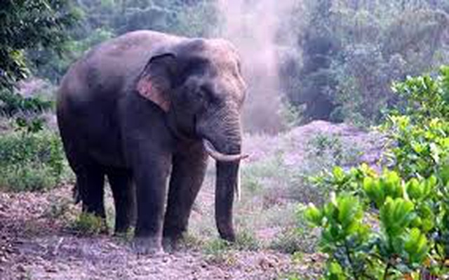 Hơn 100 hộ dân bị voi rừng phá hoại được hỗ trợ hơn 3,1 tỷ đồng